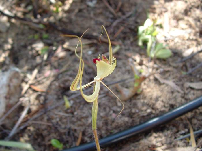 Caladenia - orchidaceae_spider3.jpg